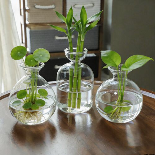 水培花瓶日式牛油果牛油果种子