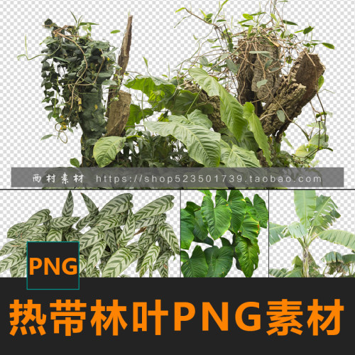热带草叶植物PNG图片CG绘画参考PS场景合成素材matte painting