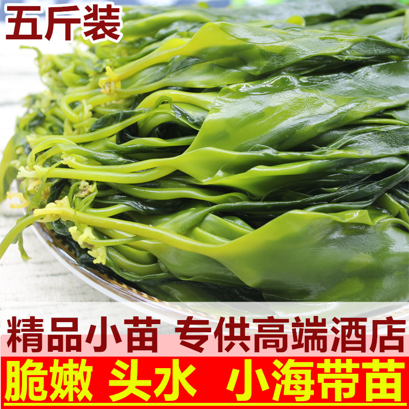 小海带苗5斤新鲜嫩霞浦薄海带芽干货野生裙带火锅食材配菜