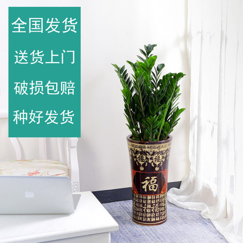金钱树盆栽植物室内花卉大型客厅好养绿植大摇钱串子招财小发财树