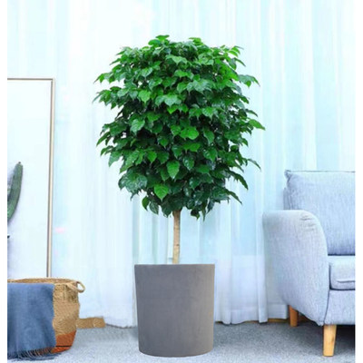 单杆幸福树盆栽绿宝大型办公室花卉室内植物净化空气吸甲醛绿植