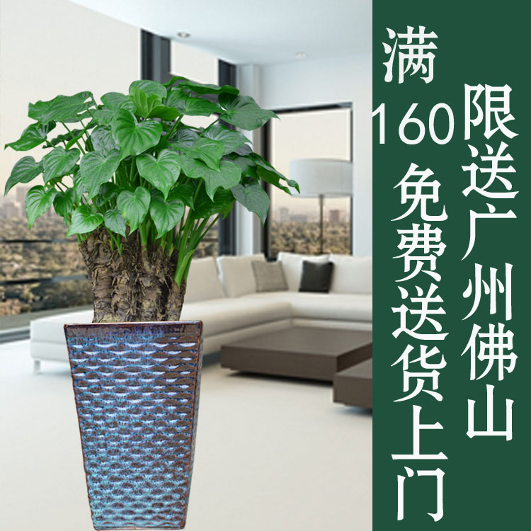 滴水观音盆栽大海芋霸王芋千手观音水培绿植花卉室内植物盆景广州