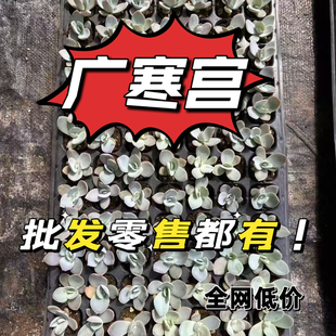 多肉广寒宫穴盘多肉植物组合套餐好养精品肉肉好养盆栽