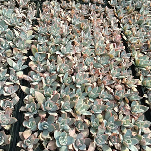 广寒宫105颗包邮 仙女杯多肉植物穴盘苗基地批发带穴盘发盆栽绿植