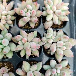 所罗门多肉105颗巨量来袭！肥厚叶瓣粉嫩晶莹，精美盆栽批发包邮