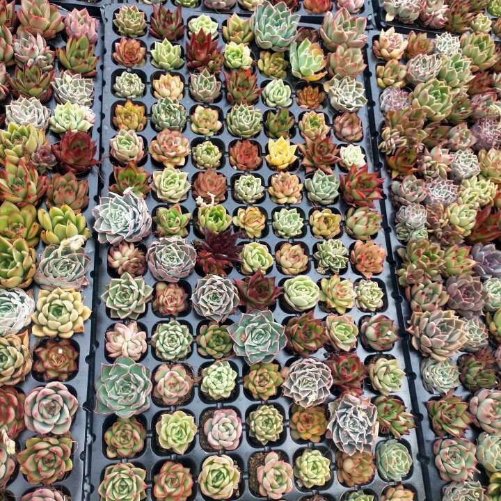 多肉植物拼盘，一盘105颗68元包邮，杂交混合，带穴盘发货,鲜花速递/花卉仿真/绿植园艺,多肉植物,淘宝优惠券,粉丝福利购,淘宝优惠卷