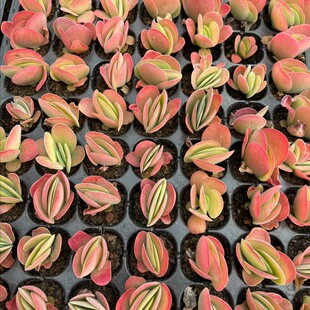 唐印一盘105颗包邮，多肉植物穴盘苗基地批发，带穴盘发货