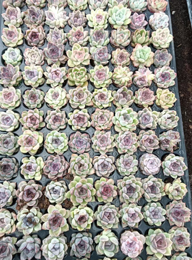 多肉植物,紫薯 紫霞仙子紫女王玫瑰105个包邮带穴盘发货