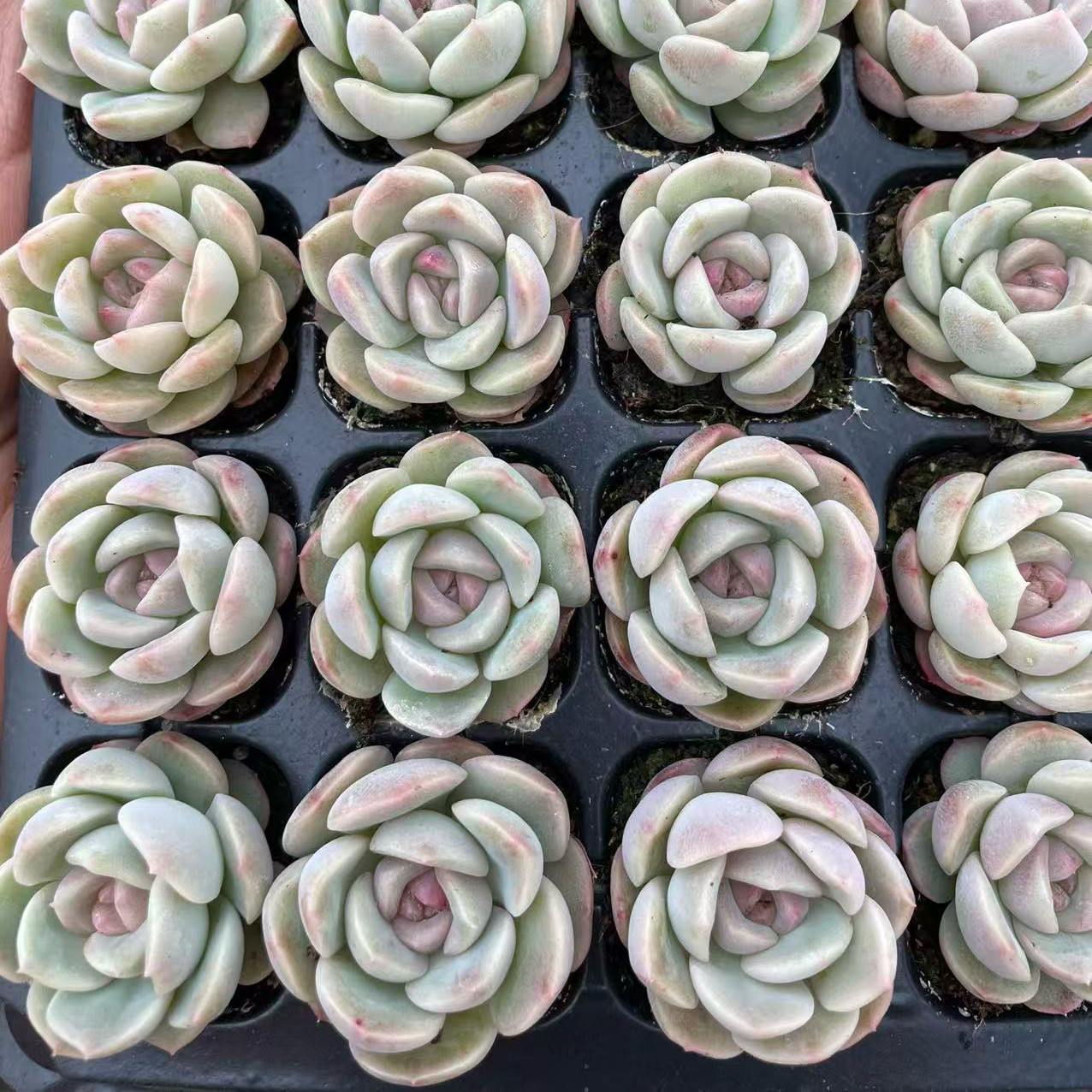 海梦20颗一组包邮 海琳娜杂梦露2-3cm 多肉植物组合套餐好养