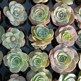 黄金帕尔马玫瑰大帕玫瑰105孔包邮，带穴盘发货，冠幅2-3公分