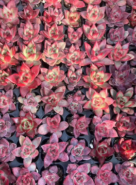 罗卡，105颗58元包邮，状态如图，带穴盘发货，整箱发货 数量有限