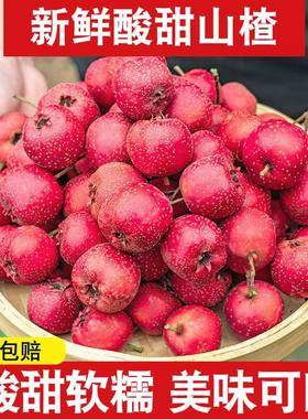 山楂果新鲜5斤鲜果大山楂