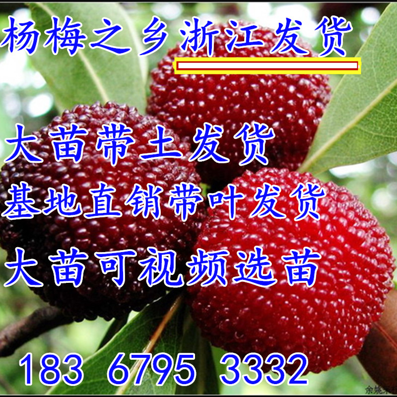 浙江嫁接东魁杨梅树苗耐寒南方北方种植果树苗当年杨梅苗