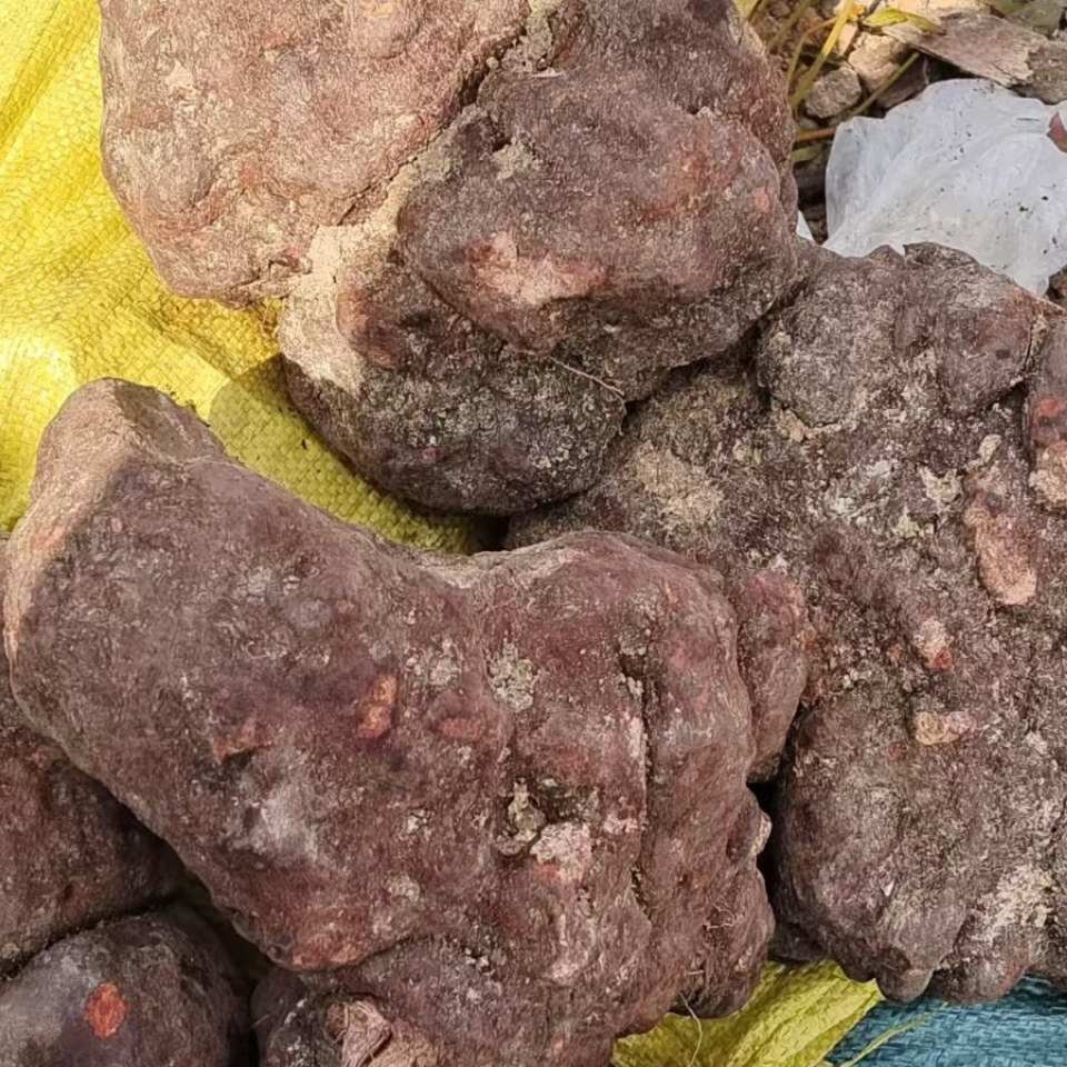 云南野生正品新货何首乌中药材新鲜土何首乌煲汤泡茶煲现发现挖