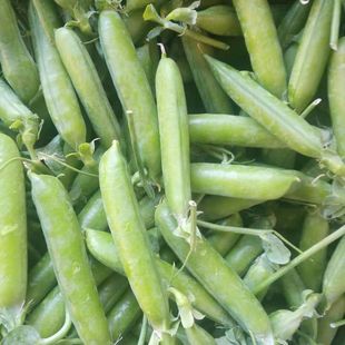 包邮 新鲜甜脆青豌豆带壳现摘现发1至10斤装 货源地发货自家种植