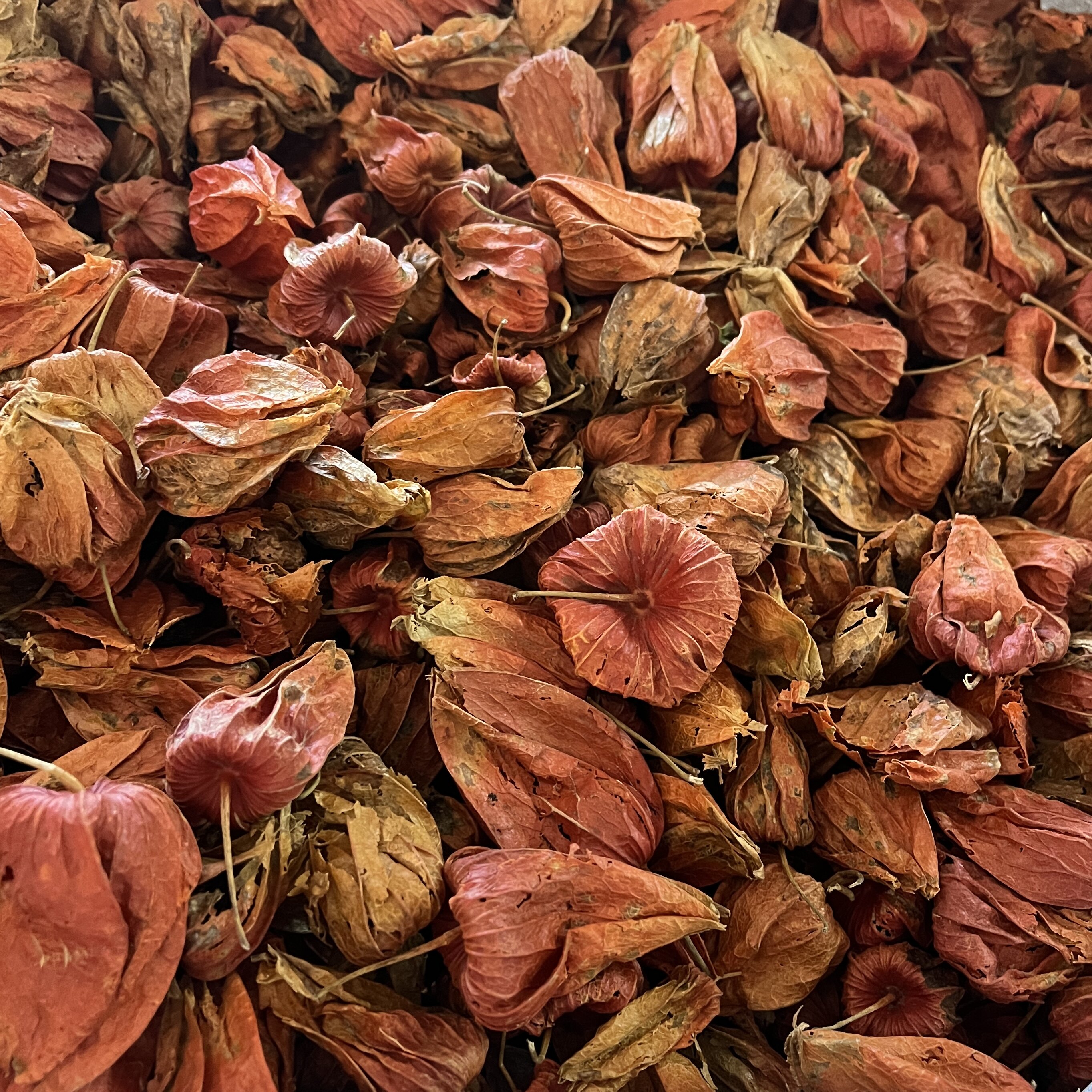 红灯笼野生中药材皮红姑娘干皮苦菇金灯皮金锦灯笼500克