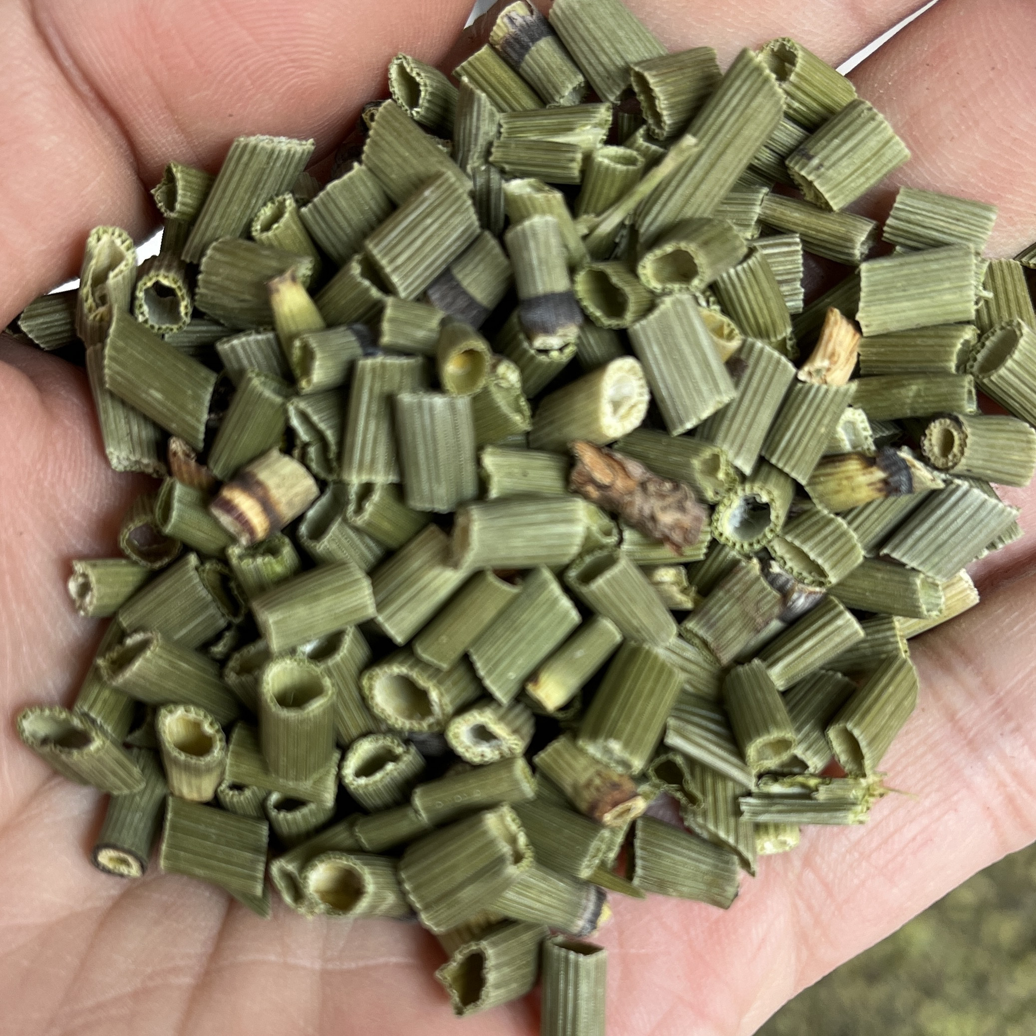 木贼草 中药材 木贼草 节节草 节骨草 无心草 500克包邮