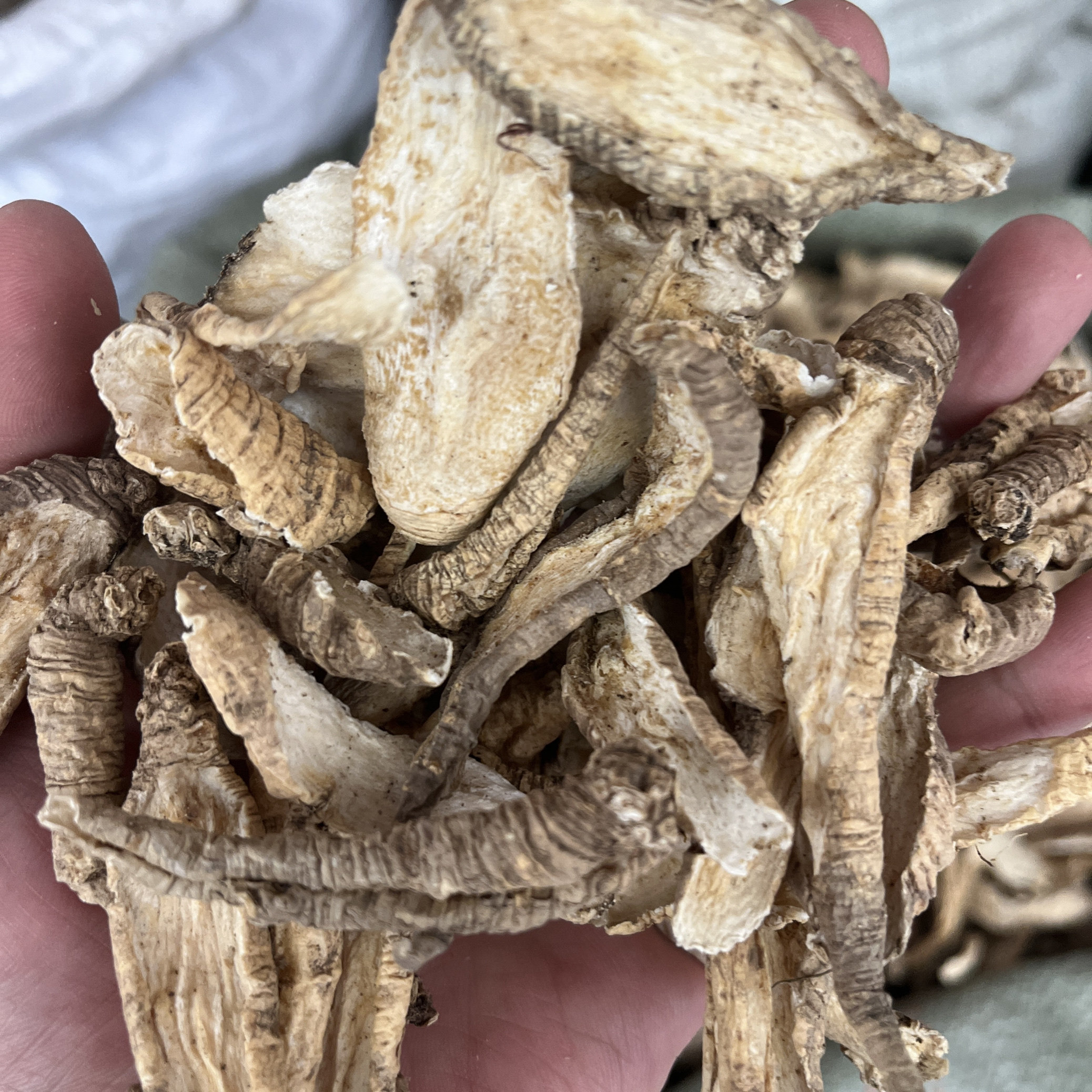 山海螺  500g/份 包邮羊乳参野生正品中药材奶参 四叶参