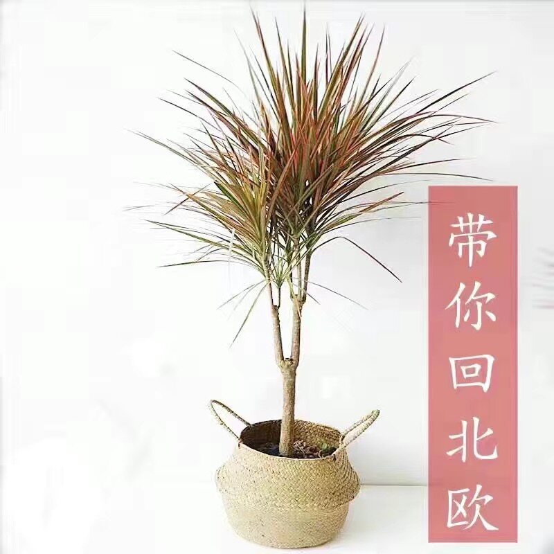 千年木七彩铁北欧盆栽三色龙血树客厅室内吸甲醛净化空气绿植盆栽