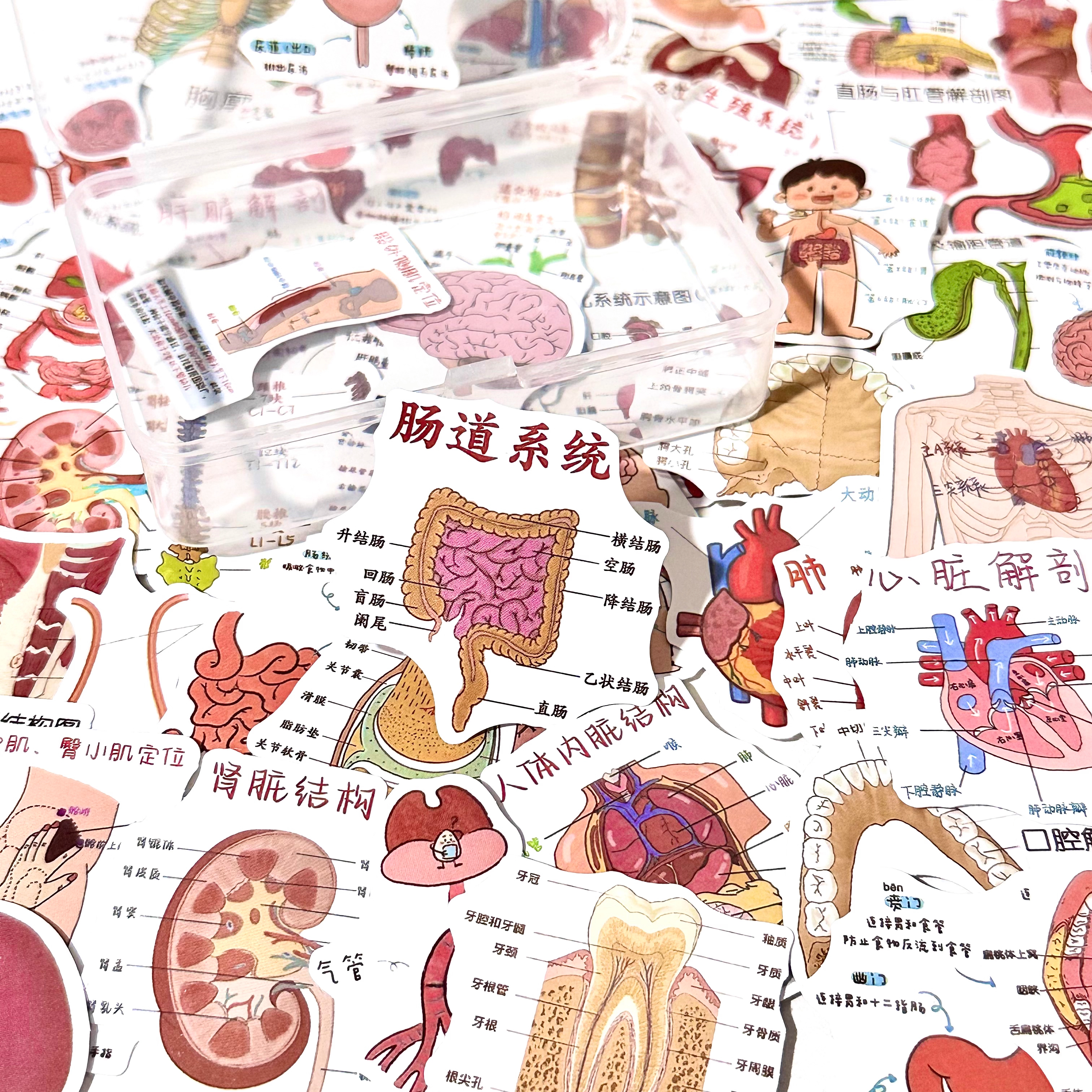 新款医学生人体解剖学知识贴纸diy手机装饰手账笔记贴画桌面防水
