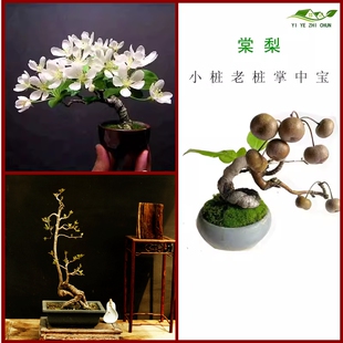 禅意布景棠梨小品怪桩微型掌上盆景豆梨杜梨酸梨书房茶室桌面盆栽