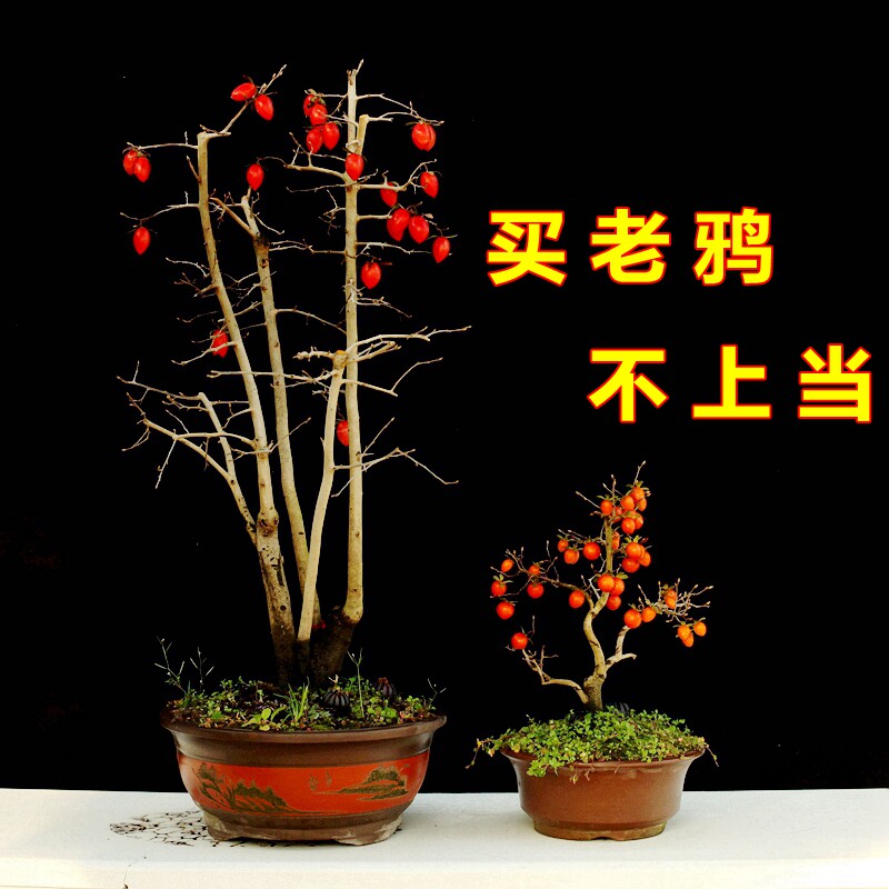 老鸦柿盆景带果发货阳台庭院盆栽原生结果母桩鸡血红春节观果花卉