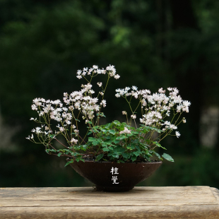植觉 | 屋久岛唐松草 | 梅花唐松草盆栽花卉新颖小礼物空间植物