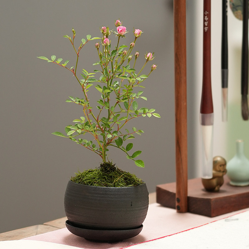 植觉先生 | 送你一朵小花花 顺丰发货 |须惠姬姬月季花卉绿植礼物