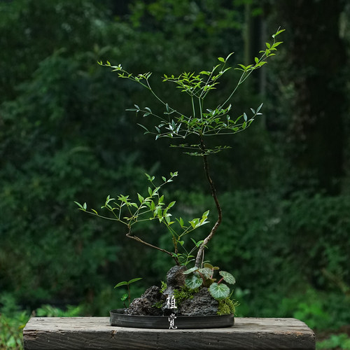 植觉南天竹造景桌面盆景盆栽