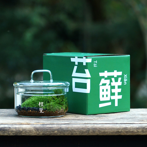 植觉先生 | 圆 顺丰发货苔藓微景观创意盆景桌面装饰植物青苔鲜活 - 封面