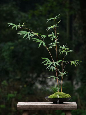 植觉 | 绿景 顺丰发货 | 室内桌面盆栽茶室茶空间摆件中式盆景