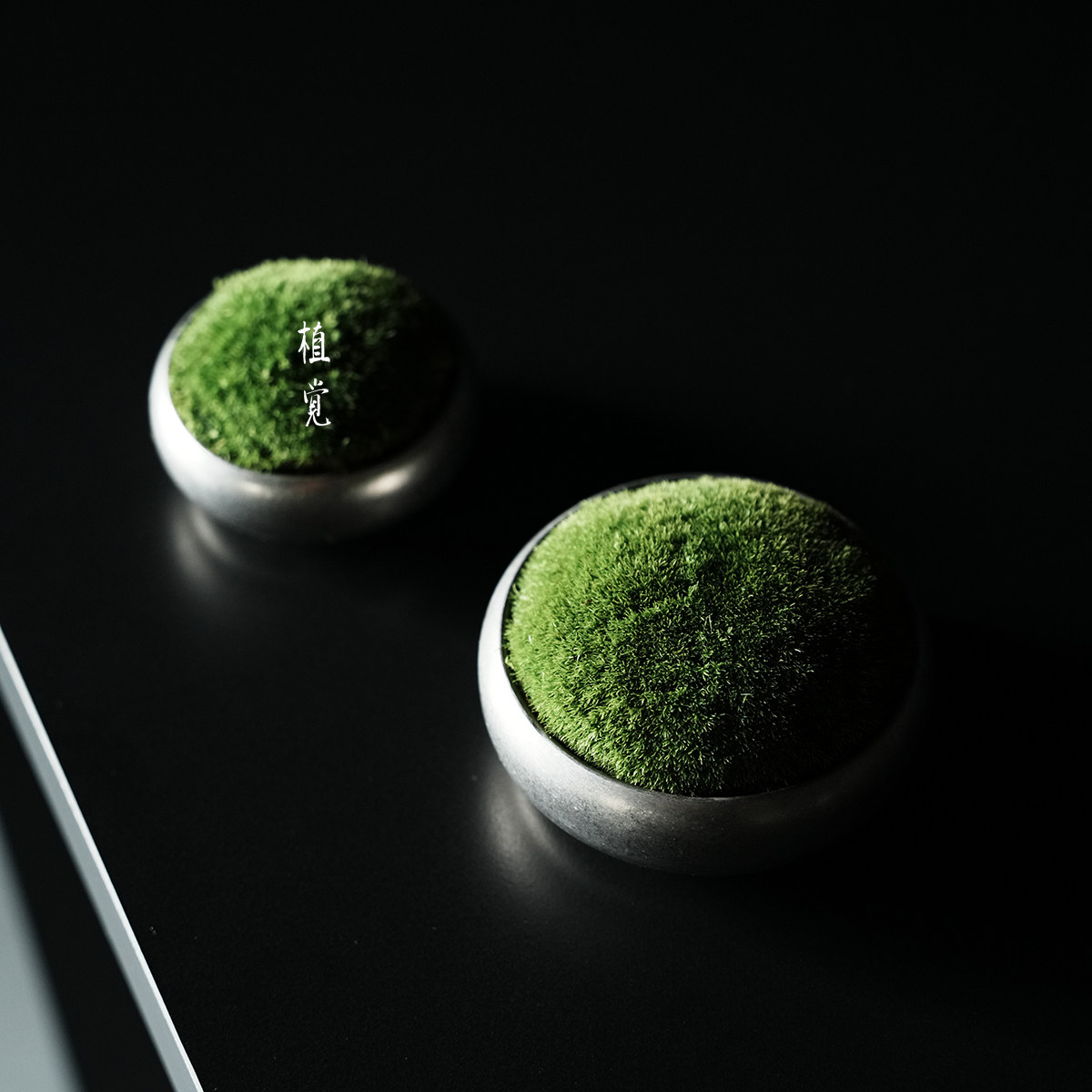 植觉先生 | 苍苔 | 苔藓微景观办公室绿植盆栽花卉新颖小礼物