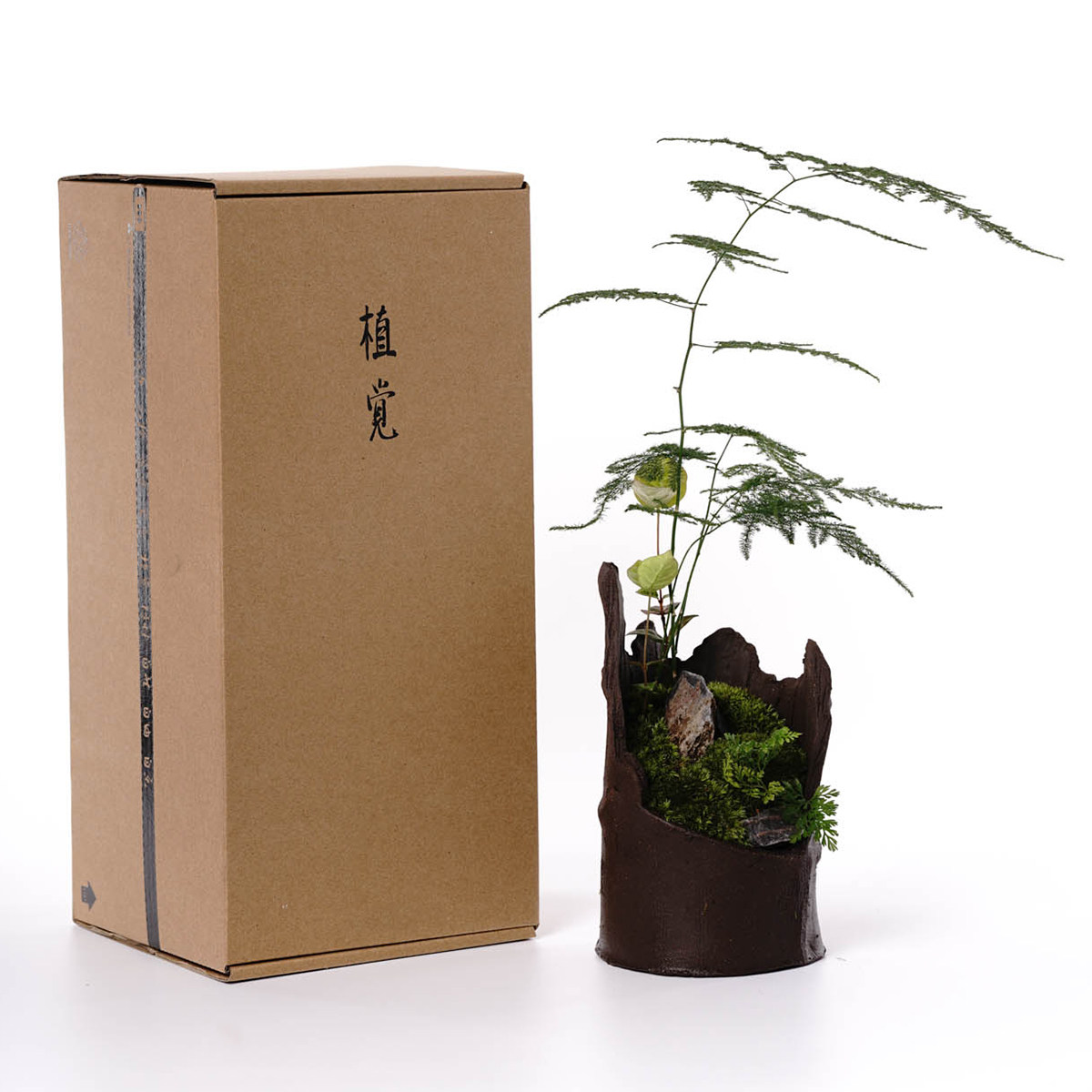 植觉先生 | 青云间 顺丰发货 | 礼物茶室茶空间摆件室内绿植盆栽