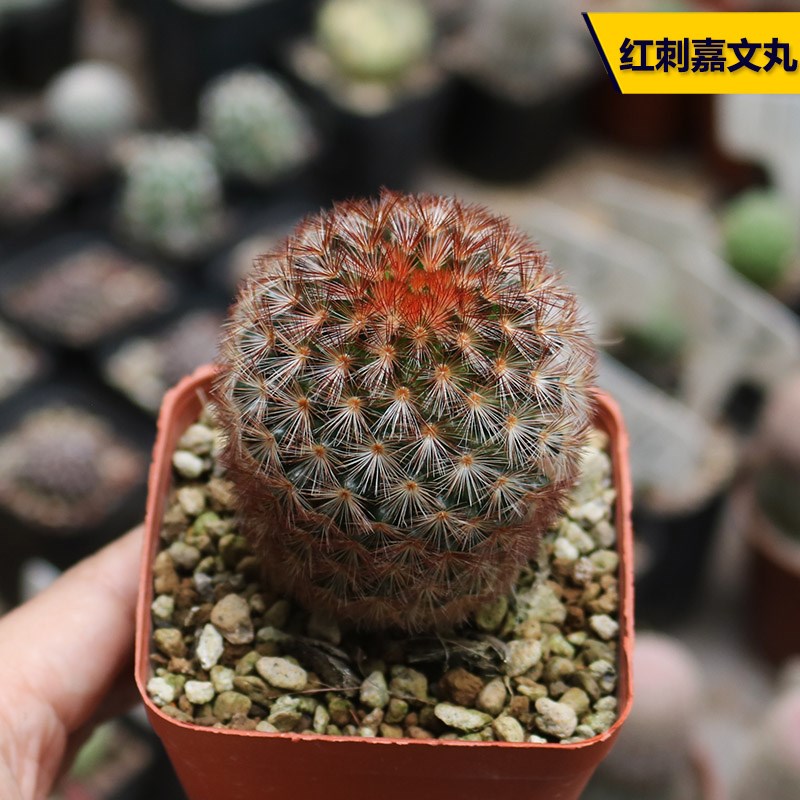 红刺嘉文丸实生仙人球稀有开花美观好养易度夏仙人掌多肉小盆栽