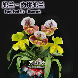 绿缘兰花带花苞 绿肉饼 红肉饼兜兰花期长大花兜兰室内桌面盆栽