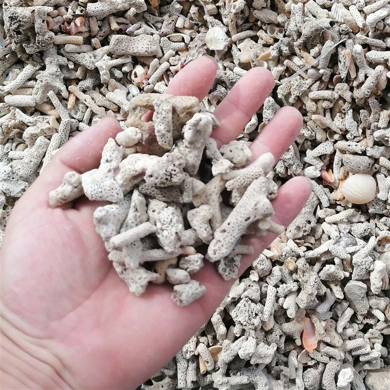 海缸滤材珊瑚骨鱼缸滤材优质珊瑚砂珊瑚石碎珊瑚骨装饰水族造景