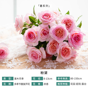 月季 粉黛 自育月季玫瑰 多季浓香耐热灌木月季