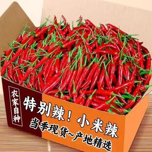 5斤9斤小米辣椒新鲜批发朝天椒特辣泡椒红小尖椒指天椒超辣红辣椒