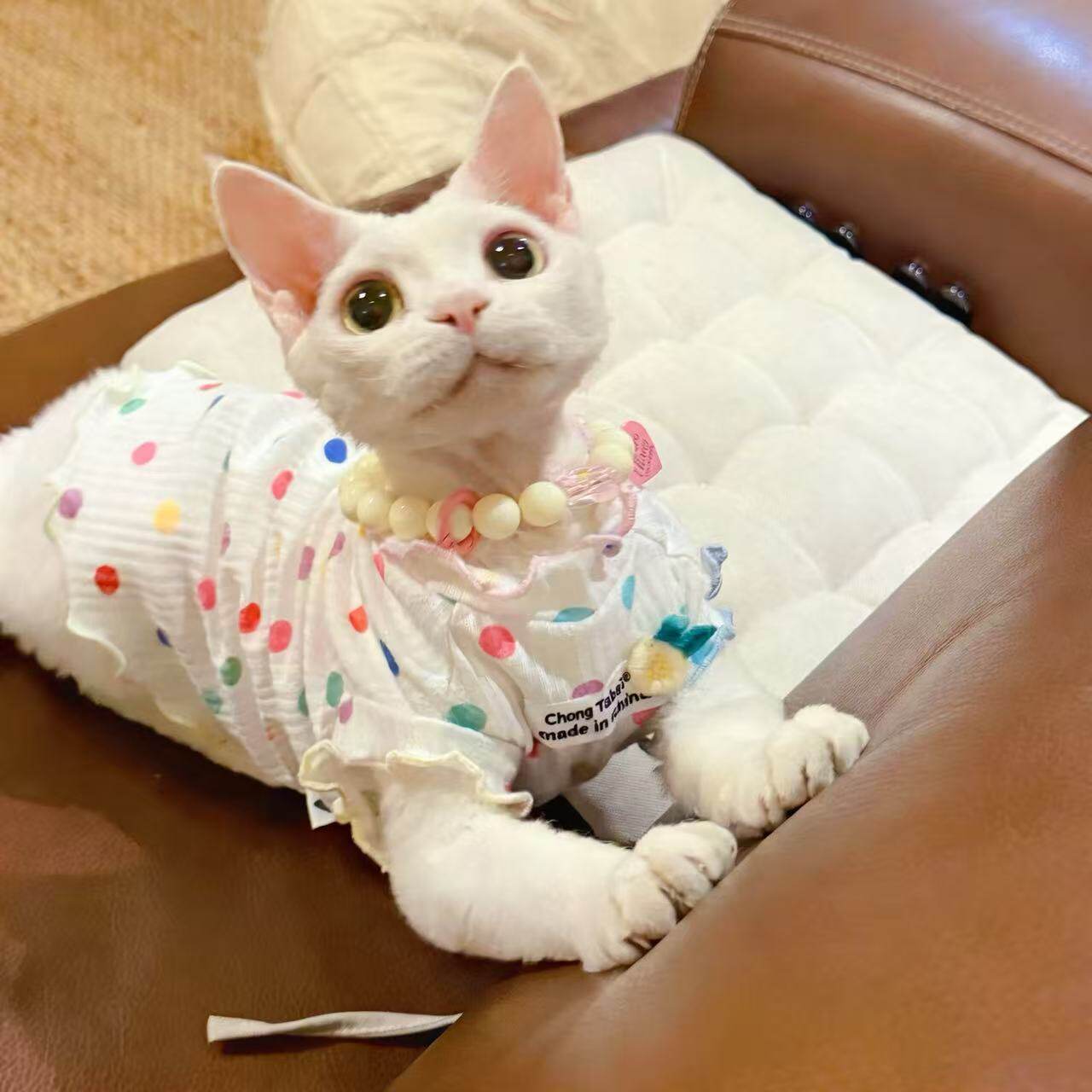 猫咪衣服春夏款彩虹波点蛋卷无袖薄款德文瘦短毛猫透气宠物衣服