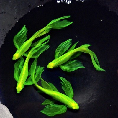 精品翡翠蝶翼长尾斑马鱼不用打氧好养易活热带淡水混养小型观赏鱼