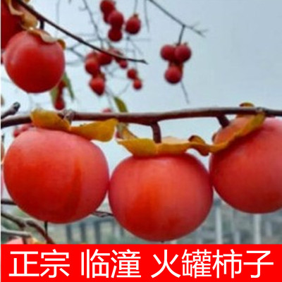 临潼火罐柿子30枚装包邮