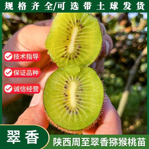 猕猴桃树果苗嫁接翠香绿