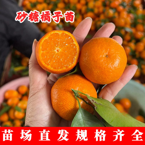 广西正宗嫁接薄皮多汁无
