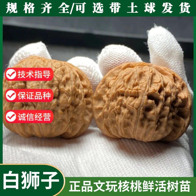 嫁接文玩核桃树苗闷尖白狮子头特大把玩麻核桃青皮核桃苗当年挂果