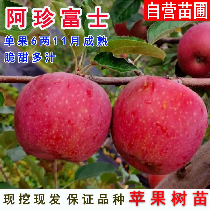 嫁接新西兰苹果树果苗晚熟阿珍富士苹果苗全红高桩当年结果果树苗