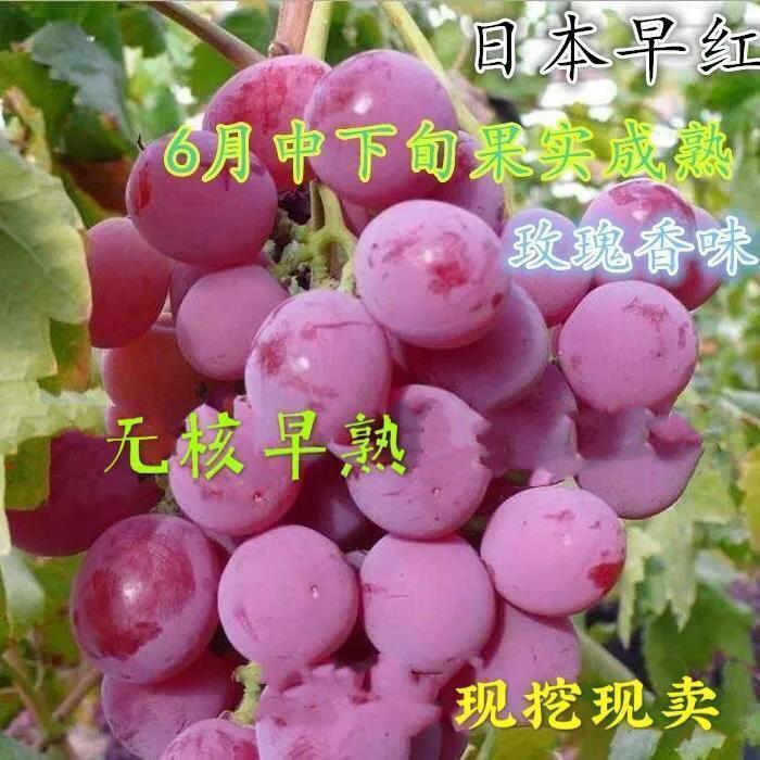 无核葡萄新品种早熟日本早红葡萄树苗玫瑰香味葡萄六月成熟不裂果