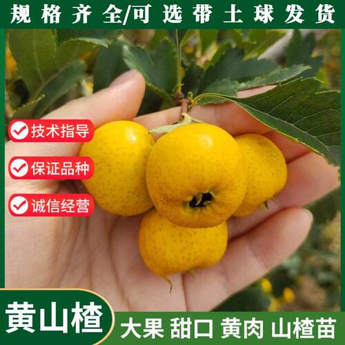 黄山楂树苗嫁接黄肉甜盆