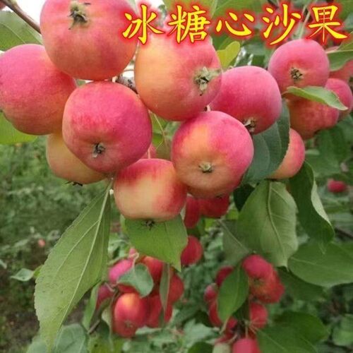 沙果树苗小苹果花红糖心