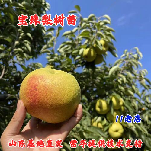嫁接宝珠梨苗耐寒大果脆