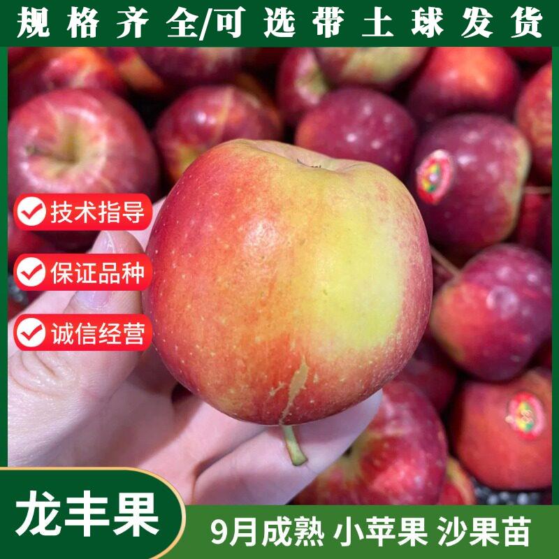 嫁接东北龙丰果小苹果树图片